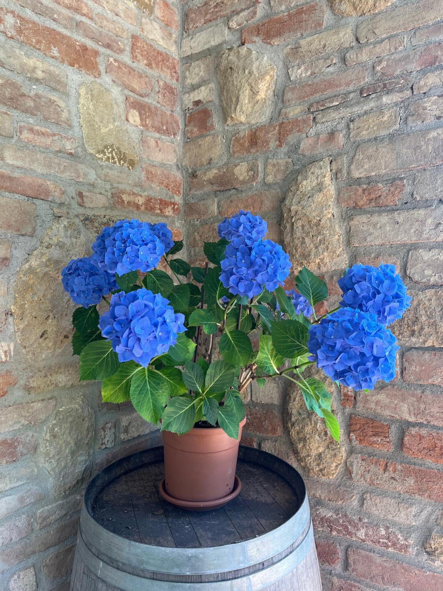 Agriturismo Il Gonzeto, Montepulciano Stazione Eksteriør billede